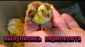 Милашки перепелятки однодневки🐣🐤