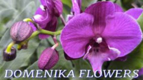 №1125/ СВЕЖАЯ поставка ОРХИДЕЙ в с/ц DOMENIKA FLOWERS
