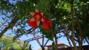 Пора туда - Rasta  Orchestra