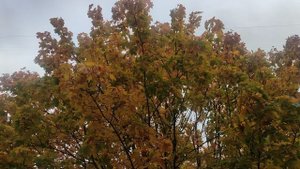 магическая 🧙 осень 🍁 продолжается прогноз погоды ☀️ ждите солнце  28 сентября 🍁