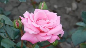 24=09=2025  кмр  ПВН   (1)