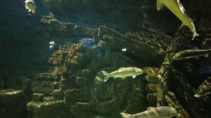 Последнее видео из " Москвариума" ( 20 сентября)