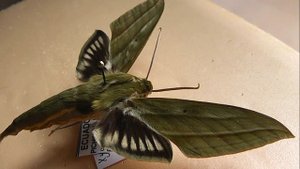 БРАЖНИКИ: 653. Xylophanes vagliai