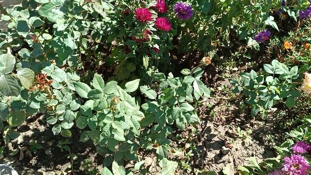 Осень начинается. Краснодарский край. 27.09.2025. смотреть онлайн