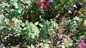 Осень начинается. Краснодарский край. 27.09.2025.