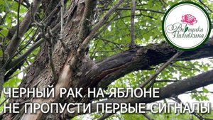 ГРОЗНЫЙ ВРАГ САДА - ЧЕРНЫЙ РАК