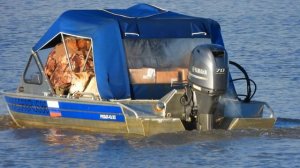 Затон 27.09.2025, Пёс Барбос