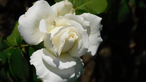 22==09==2025  Ъ   ПВН  КМР   (108)