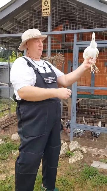 САМАЯ ВЫГОДНАЯ КУРИЦА ДЛЯ ХОЗЯЙСТВА!!! смотреть онлайн