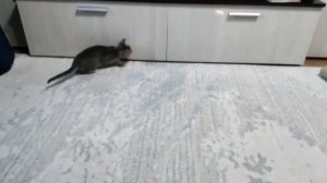 играем с кубиком