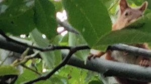 все-таки она пришла,белка ворует грецкие орехи в Дрезгалово