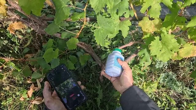 бактериальный рак смотреть онлайн