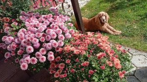 жизнь на крайнем севере/пришла пора/большие перемены