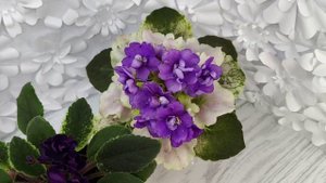 Фиалка ЛЕ-Мия и АВ-Корзиночка с Ежевикой