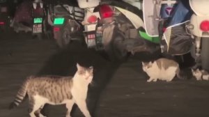 Парализующий свет фар😂