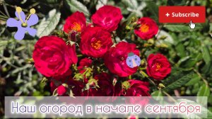 Наш огород в начале сентября 🌶🍅🍇