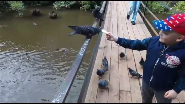 Первые шаги к природе: кормление голубей