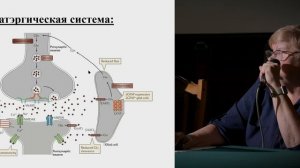 Стресс матери во время беременности и преждевременное старение потомков. Е. И. Тюлькова (ИФ РАН)