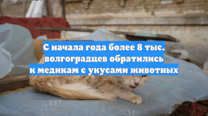 С начала года более 8 тыс. волгоградцев обратились к медикам с укусами животных