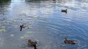 Утки в парке Малиновка: прогулка и кормление