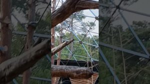 Птичий парк... Мир птиц! Щебет разнообразных птиц исцеляет! #душа #природа #красота #исцеление