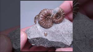 Скопление аммонитов Colombiceras sp. Мел. Краснодарский край.