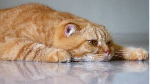 Ваське грустно.Стихи Юлия Бессонова, идея и монтаж Татьяны Пантелеевой.