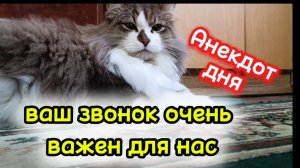 Анекдот дня. Кошки с озвучками.