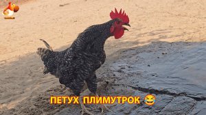 Петух Плимутрок забавный парень 😂