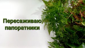 345. ЦВЕТЫ: Пересаживаю папоротники.