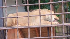 WZXO8134 Шархан Обгладывание кости Видео от опекуна Светланы