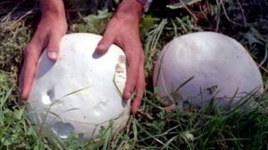 На Васильевском острове в Санкт-Петербурге нашли гриб гигантского размера