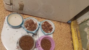 Василиса и кот 😻