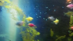 аквариумные новости выпуск 3