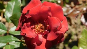 22==09==2025 ПВН КМР (247)