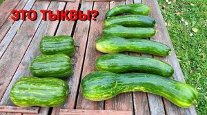 ПОЧЕМУ ТАКИЕ ТЫКВЫ? Что это выросло у меня в этом году.