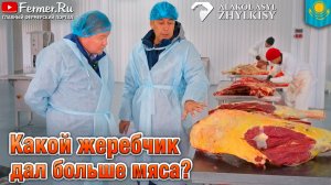 🐎 Конина! Какая порода выгоднее?Сравнение мясного выхода помесей мугалжарской, жабе и новоалтайской