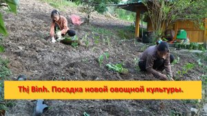 Thị Bình. Вьетнам. Посадка новой овощной культуры с сестрой.