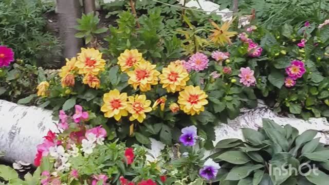 Необычная красота для городских дворов .