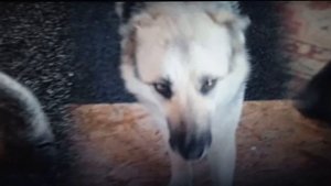 На всех экранах страны.