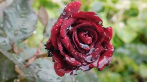 29=09=2025  ПВН  КМР . ОСЕНЬ .ДОЖДЬ.  MP4 (16)