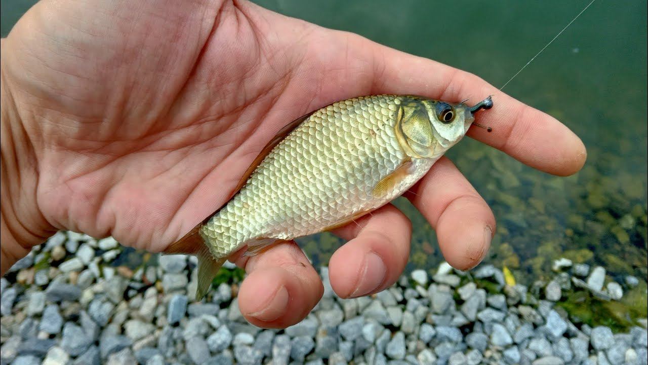 Совместная Мормо-Вылазка на пруд в жару. смотреть онлайн