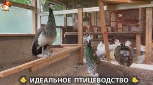 Идеальное птицеводство достойно восхищения 🐓🦆🦢🦚🦃🐔 эпизод (349)