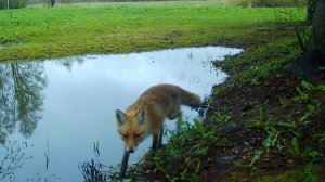 Животный мир с фотоловушки Юры Зильберборд