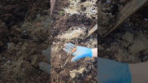 СЕКРЕТНАЯ ДОБАВКА В ГРЯДКИ ДЛЯ БОГАТОГО УРОЖАЯ!УВЕРЕНА ВЫ НЕПРАВИЛЬНО РАЗРАВНИВАЕТЕ ГРЯДКИ!