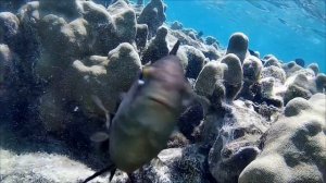 Триллер в Красном море!