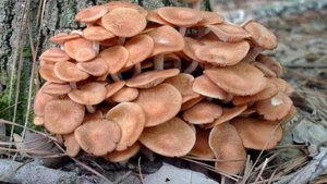 Последние деньки сентября 2025. идем в Подмосковный лес за грибами.  какие грибы ждут в лесу.