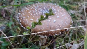 Мухоморы пантерные - дядя Костя Грибоман собирает на Карельском перешейке