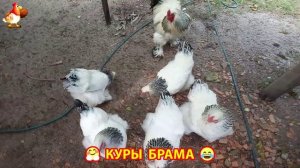 Куры Брама с лохматыми лапами прекрасные несушки (59)
