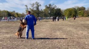 3 Отл. ФЕРРАРИ с Самого Черного Моря +++ №114. РОСТОВ-НА-ДОНУ 28 сентября`25 Моно немецких овчарок